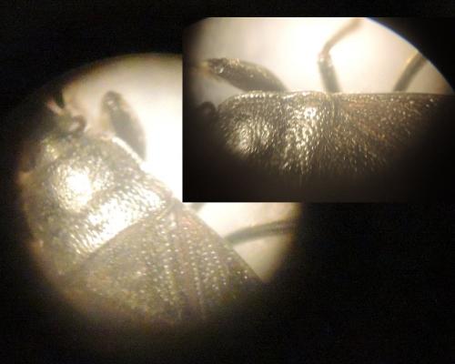 Megalonotus dilatatus